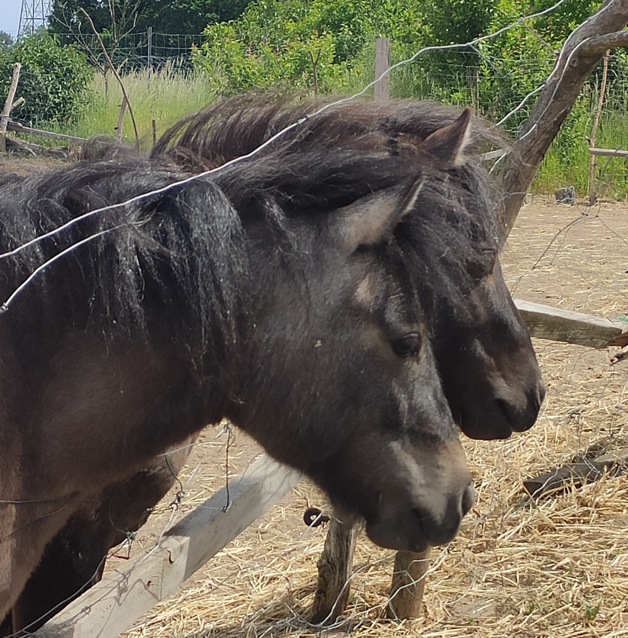 Cosmic Healing für Tiere ponys