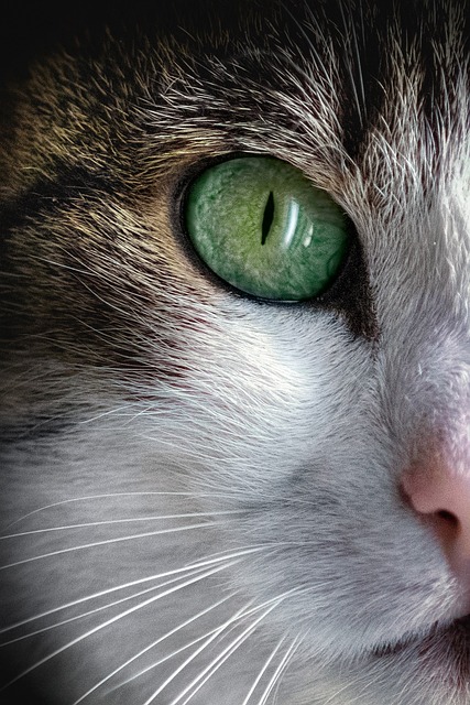 Cosmic Healing für Tiere cat, animal, pet, fur